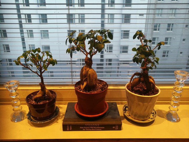 Bonsai