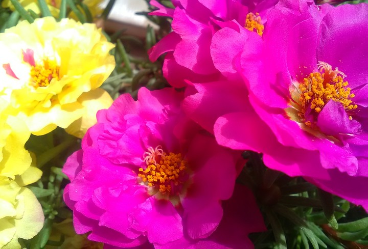 Portulakröschen