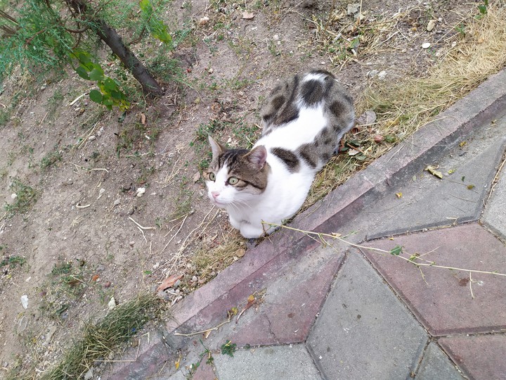 cat