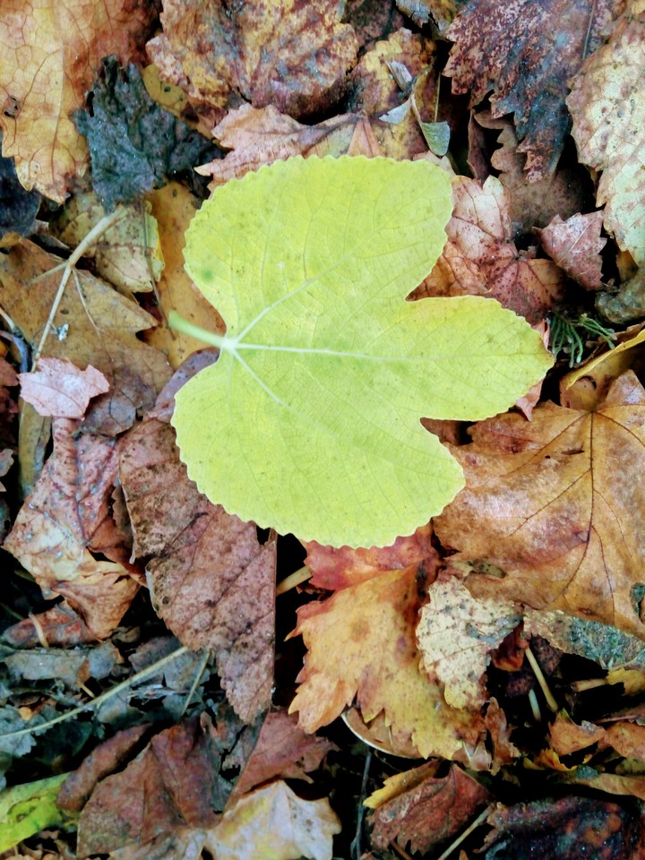 leaf