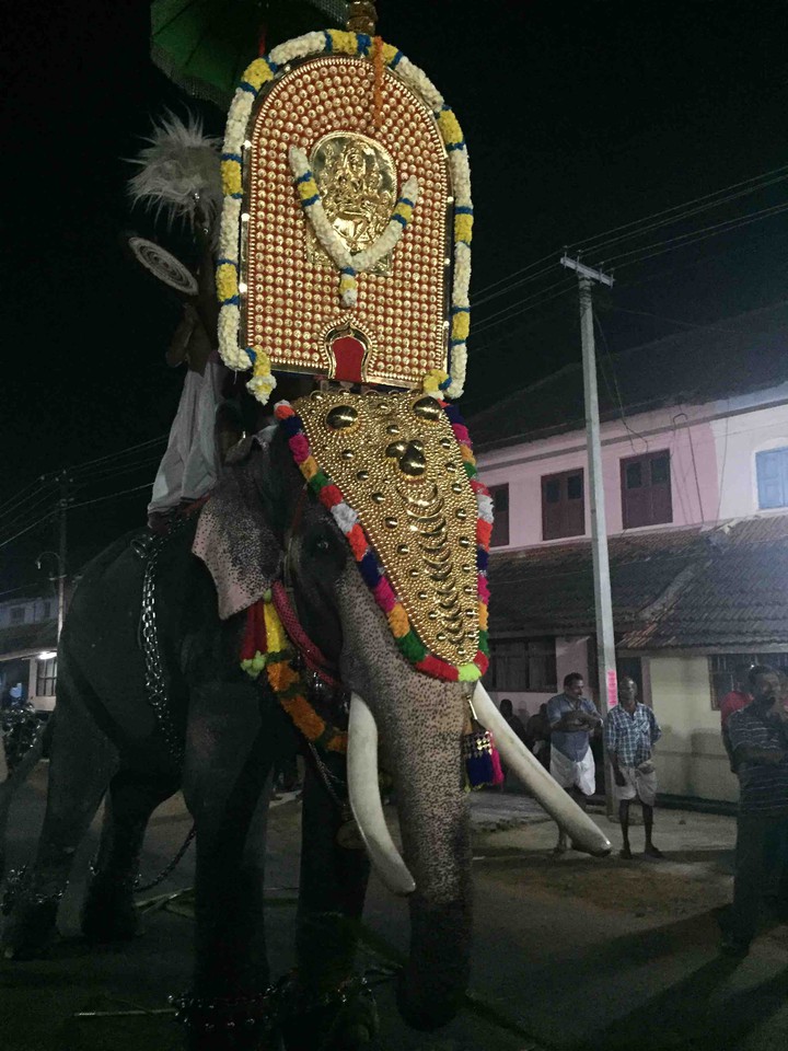 Decorated elephant