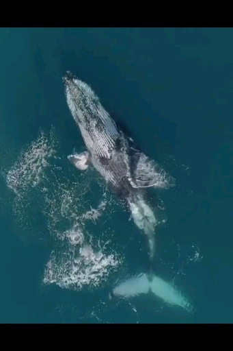 ➿➿➿ Whale ➿➿➿ Ocean ➿➿➿⛵
