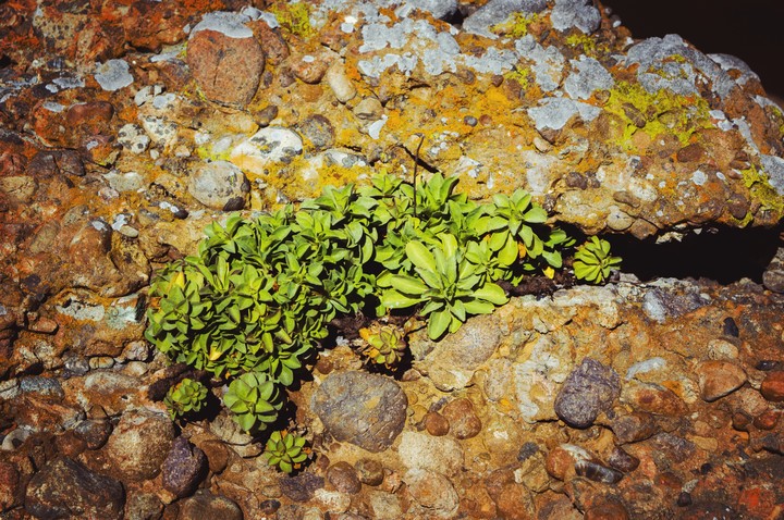 Leaves