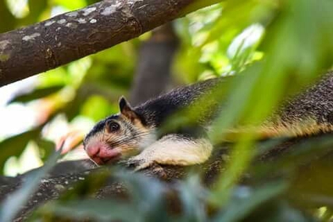 Grizzled giant squirrel ......