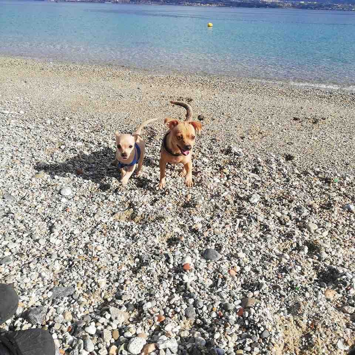 my dogs Miele and Camilla running in a sunny day in Sicily