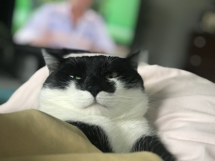 my cat