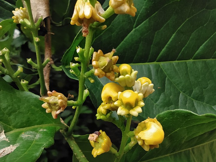 small yellow flowers