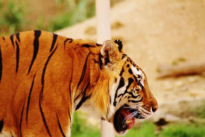 Bengal Tiger