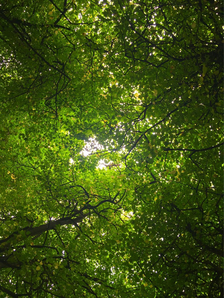 Trees