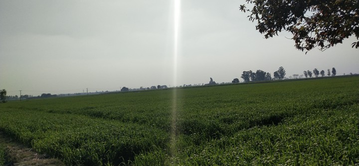 greeny