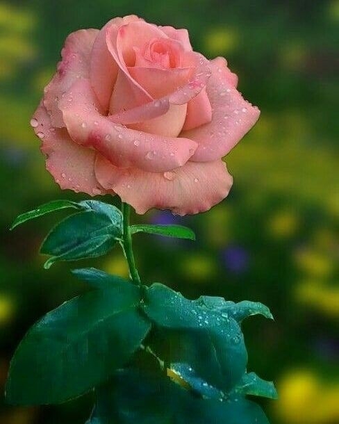 Rosa