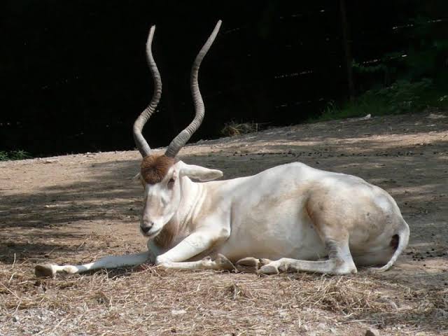 Kannada