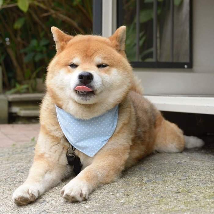 hi
