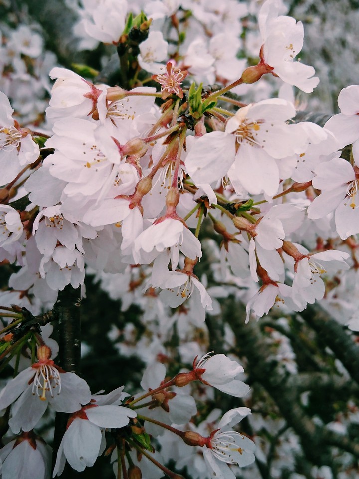 桜