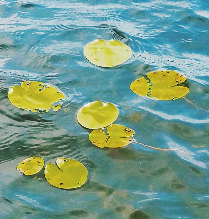 Lilly pads