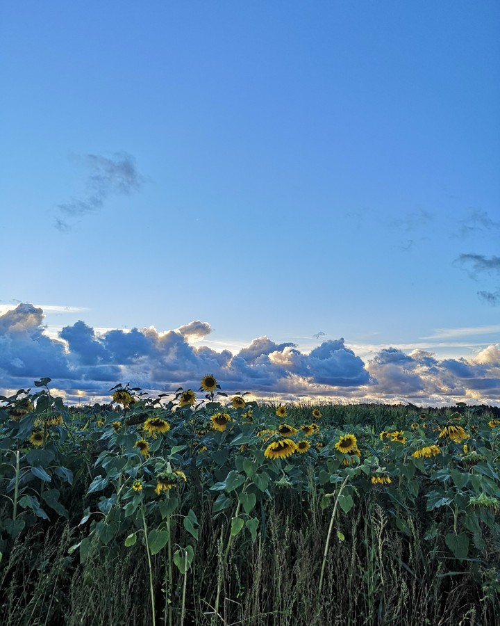 sunflower field