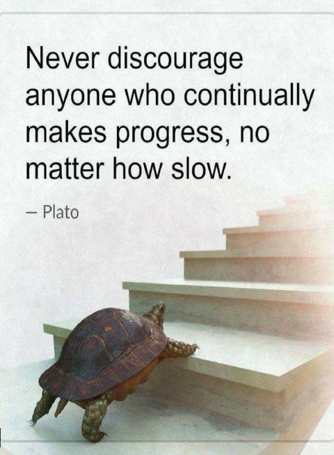 Turtles, tortoises & terrapins