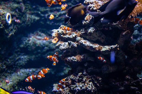 sfondi reef, Fish
