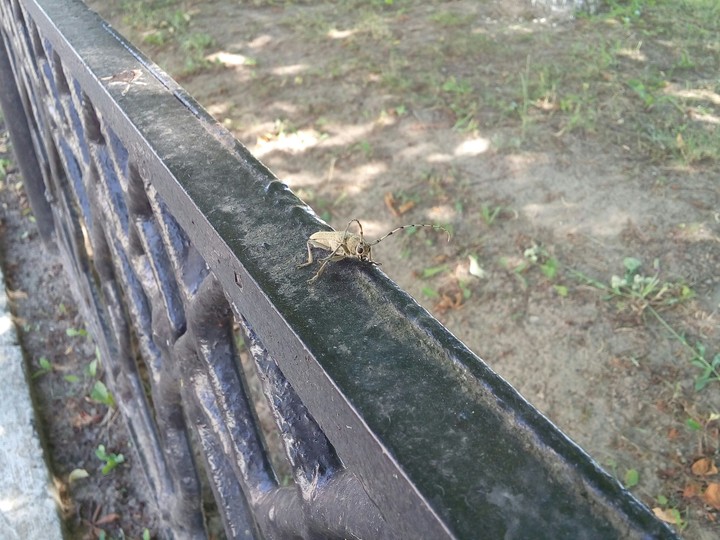 bug