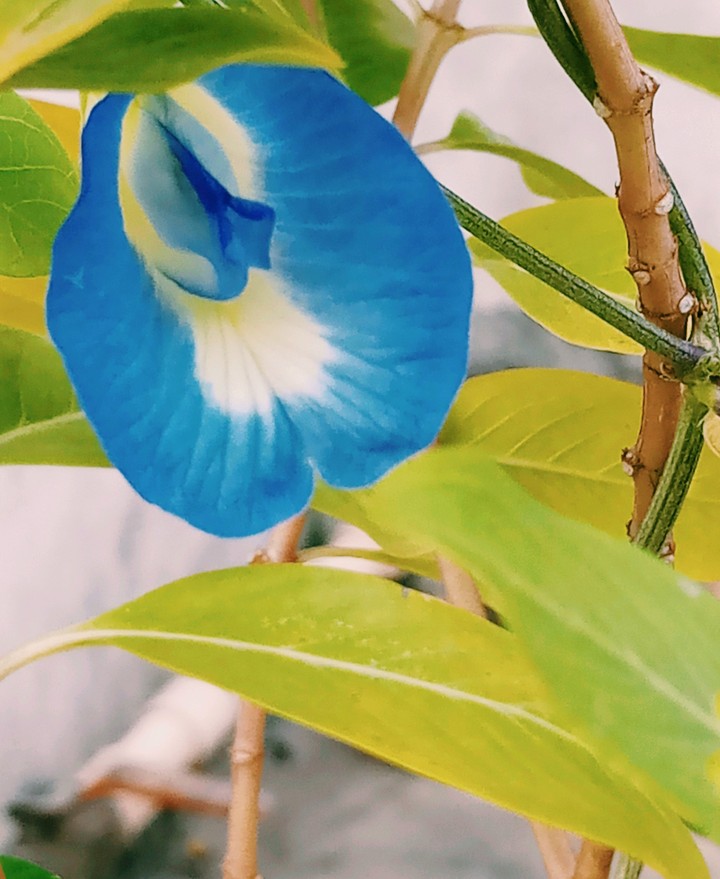 CONCH FLOWER