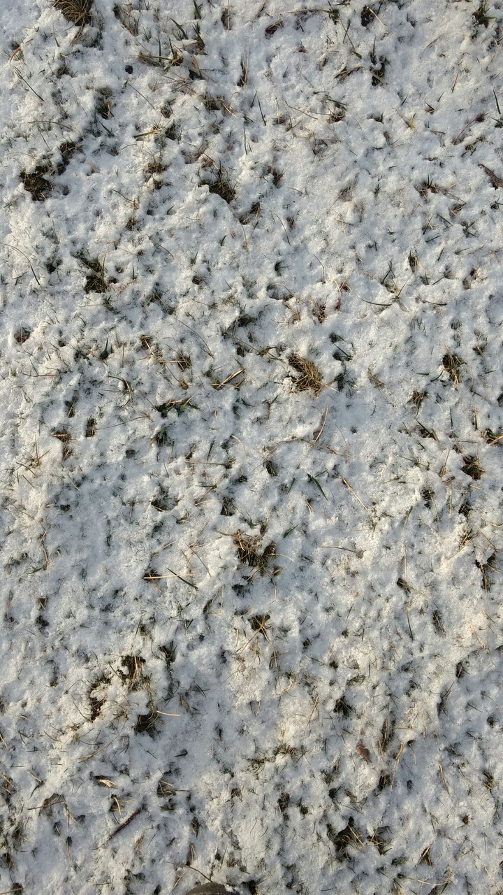 Snow on the ground