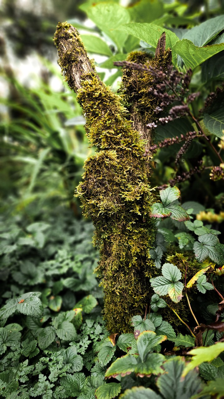 Forest