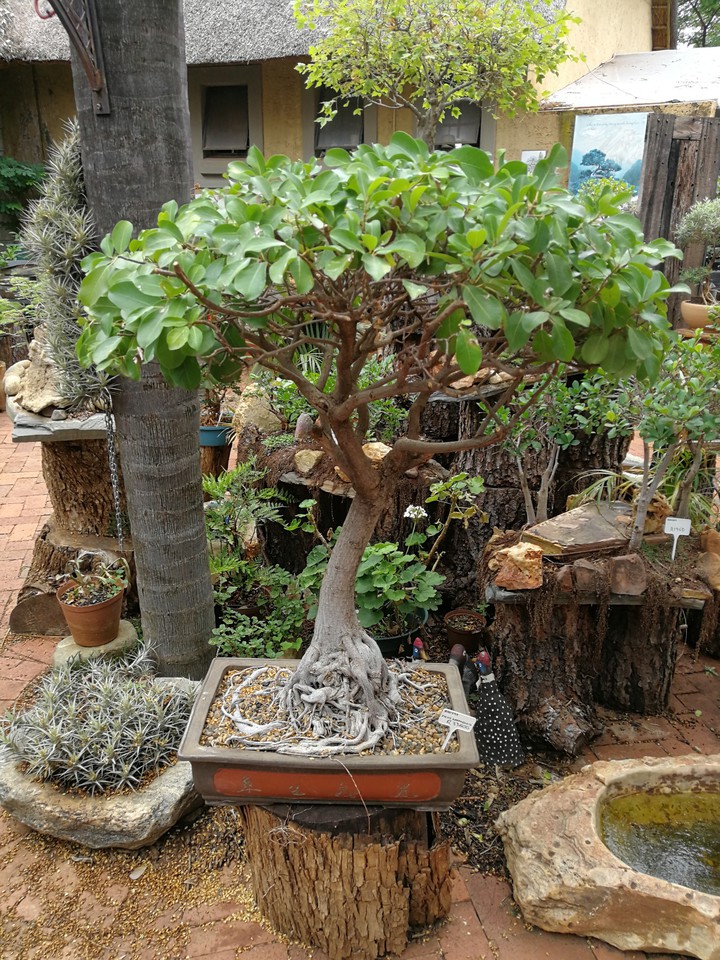 bonsai