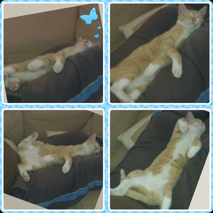 *Mr. Fat Loui* kitten