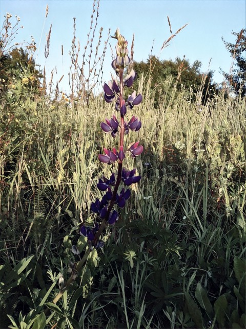 Lupine in the grass