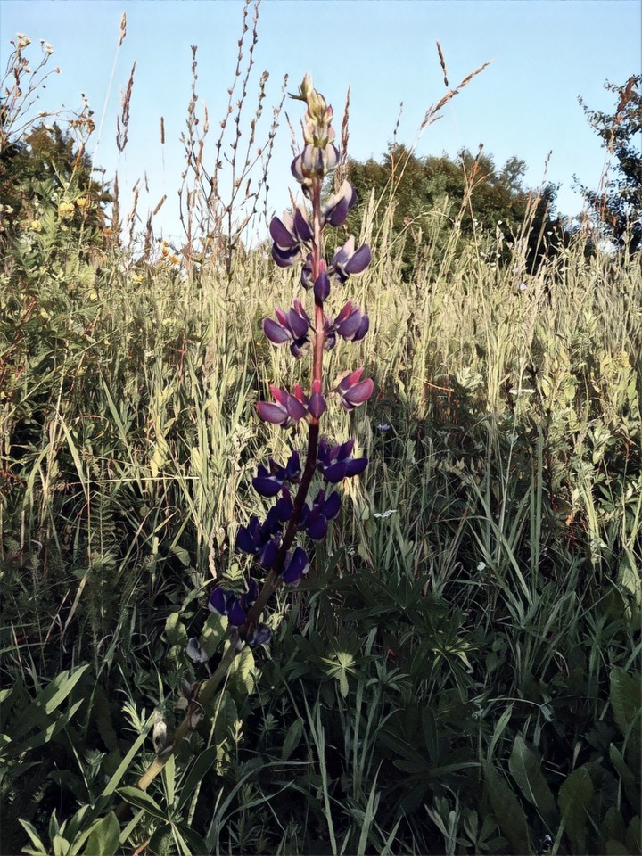 Lupine in the grass