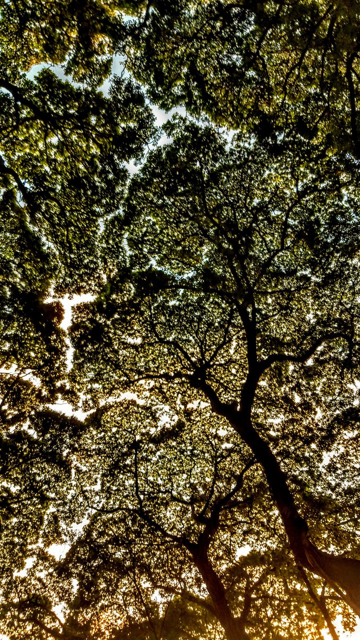 Contemporary tree canopy...