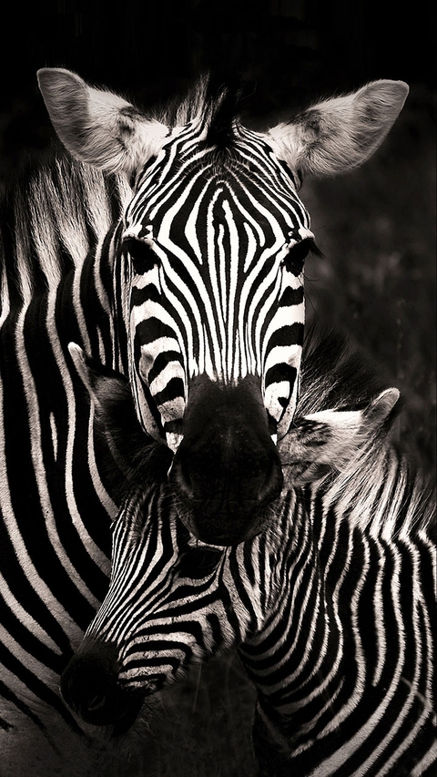 Zebras