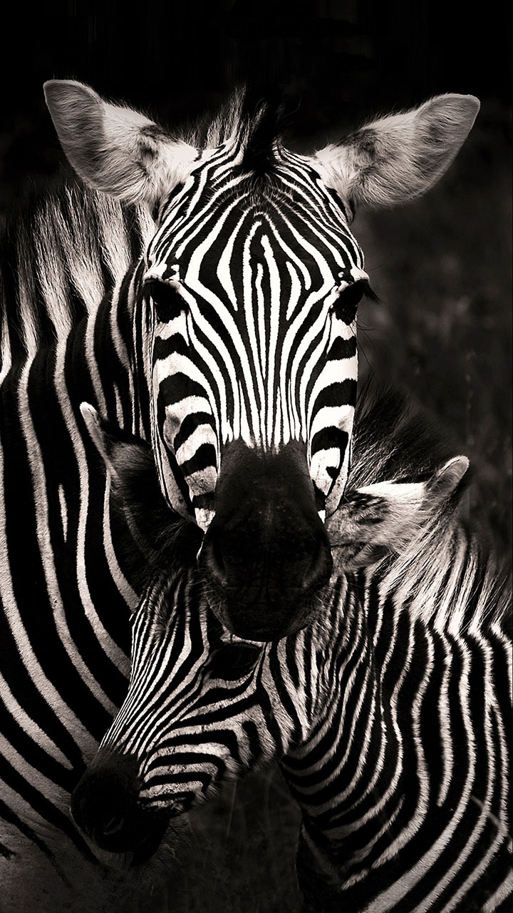 Zebras
