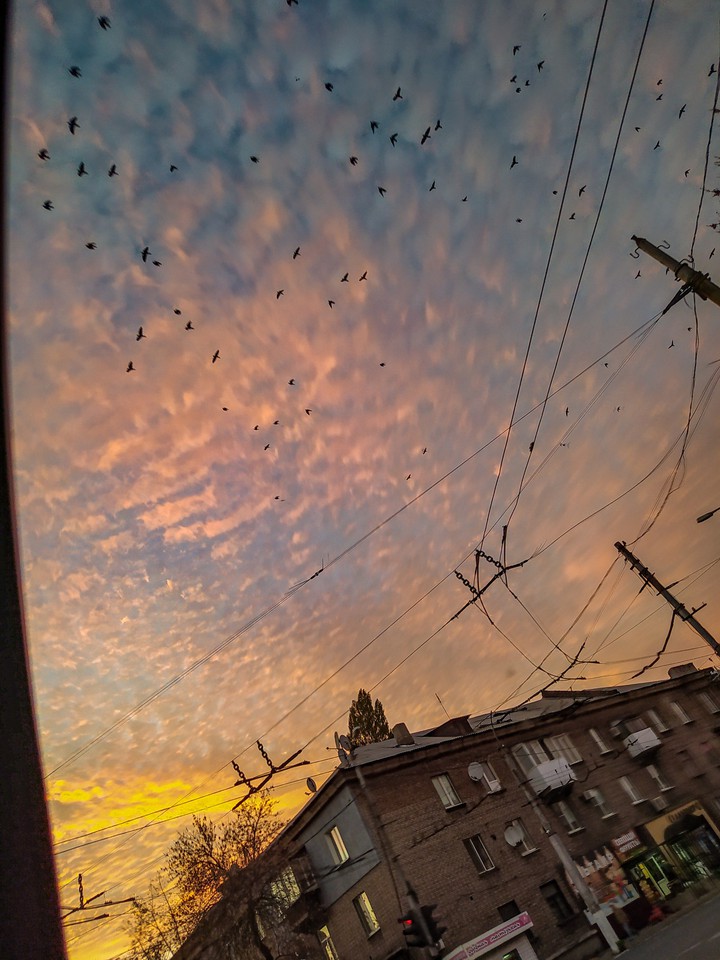 sky and birds