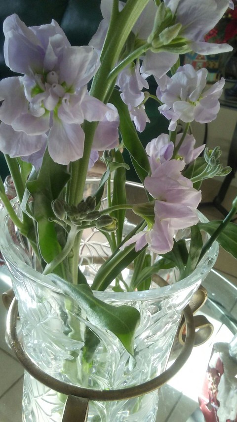 lavender flowers