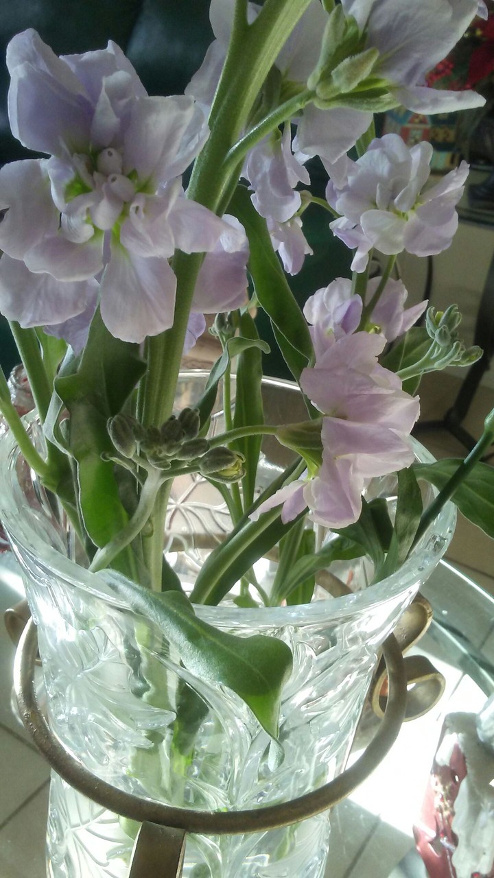lavender flowers
