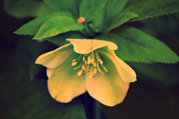 Flower Glow