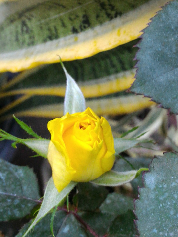 yellow rose