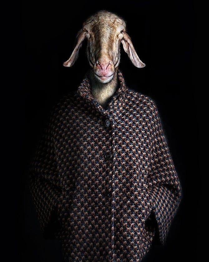 Sheep