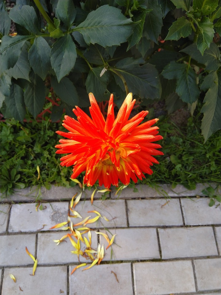 red flower