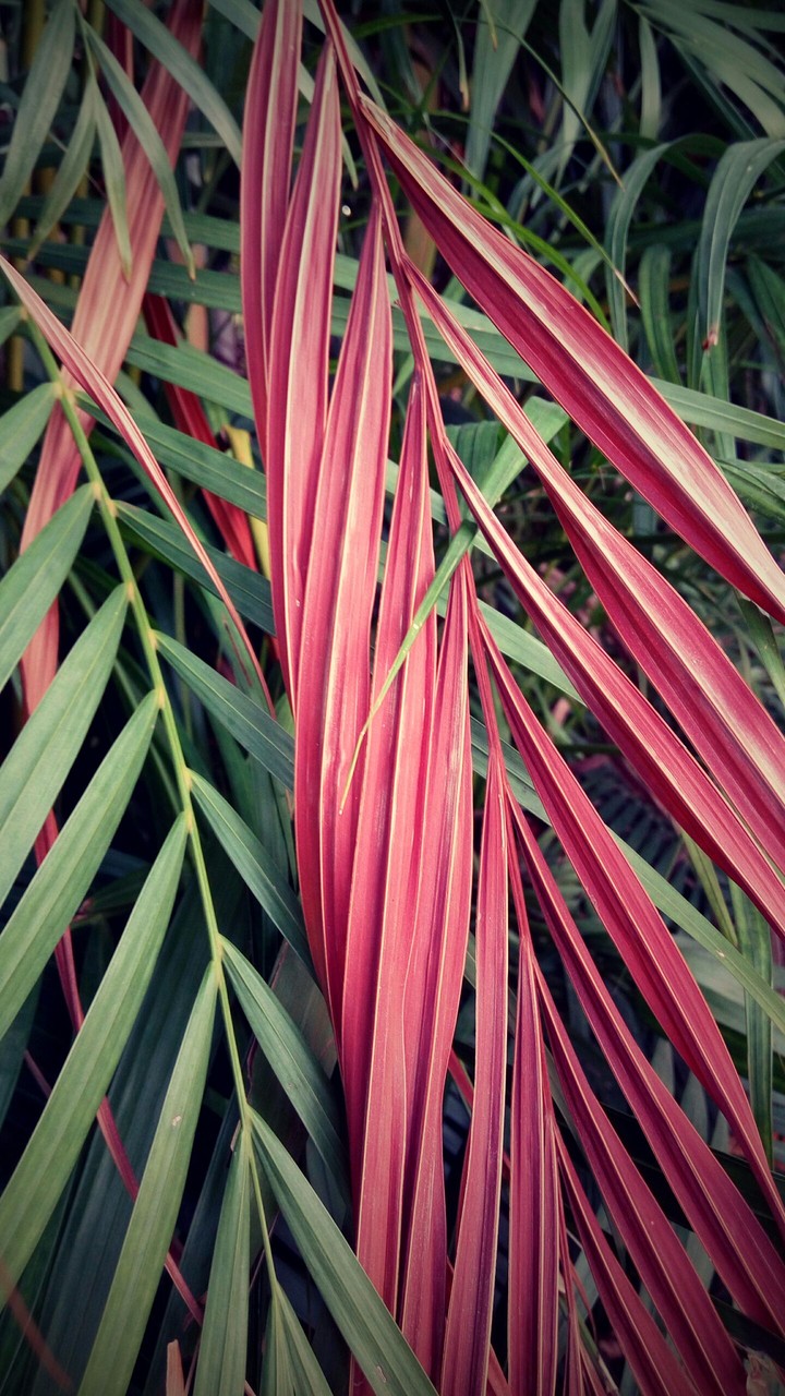 Red Green leaves