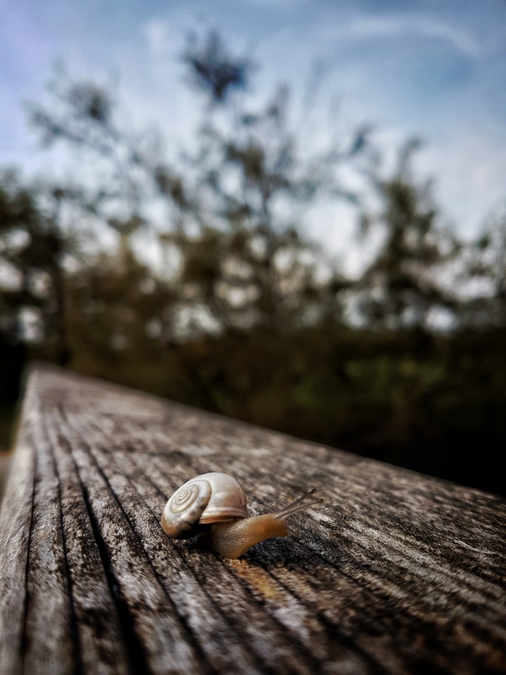 Snail on a bridge