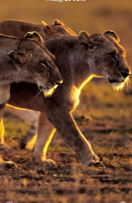 lion family