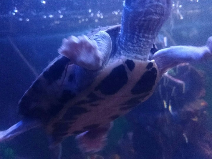 turtle