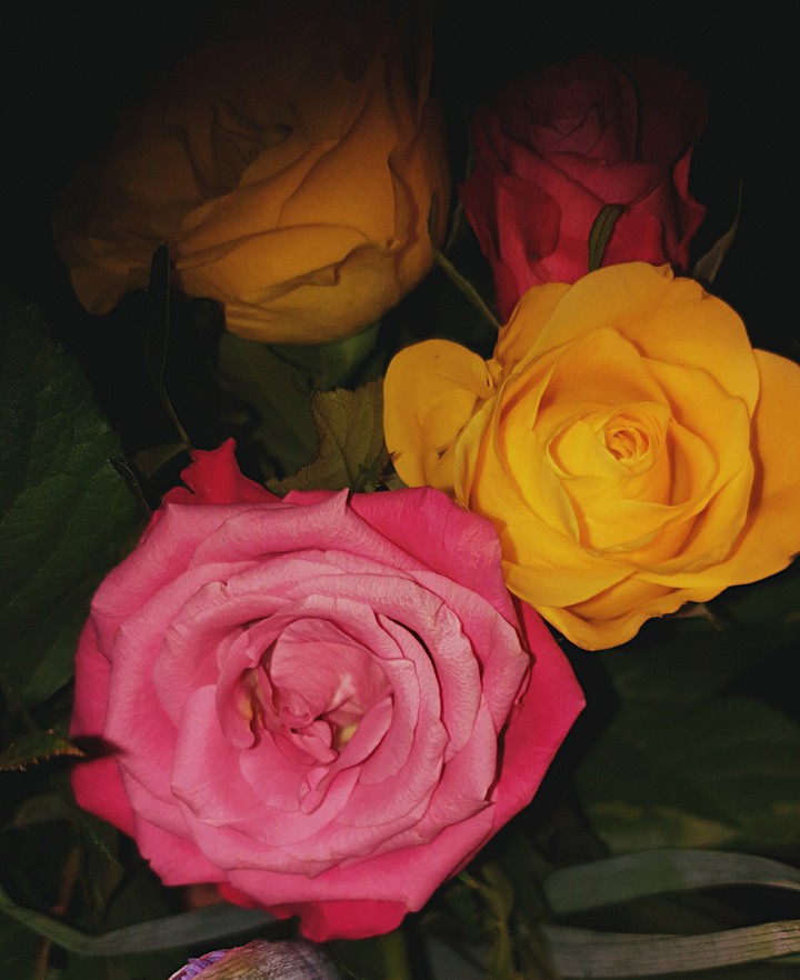 Roses