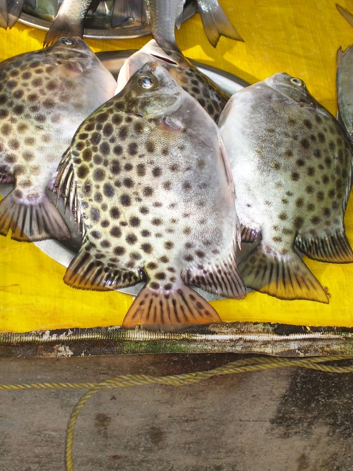 fishes at Port kochi,kerala