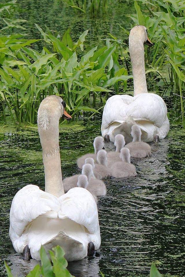 Family ❤