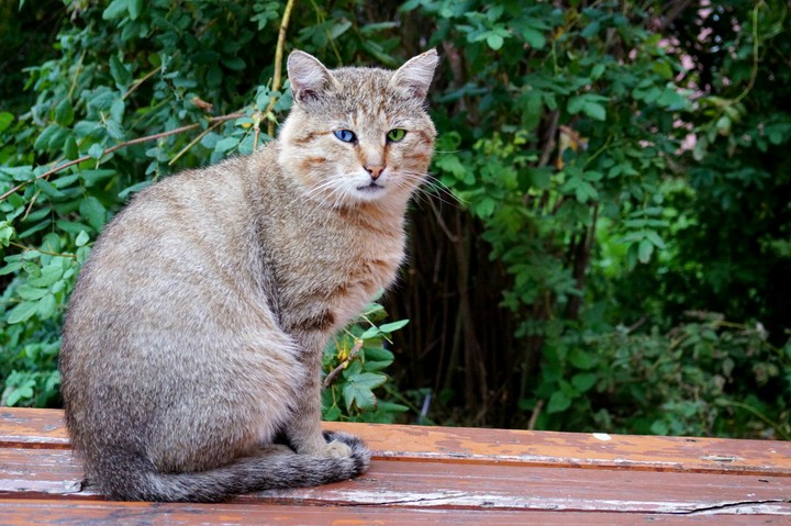 cat