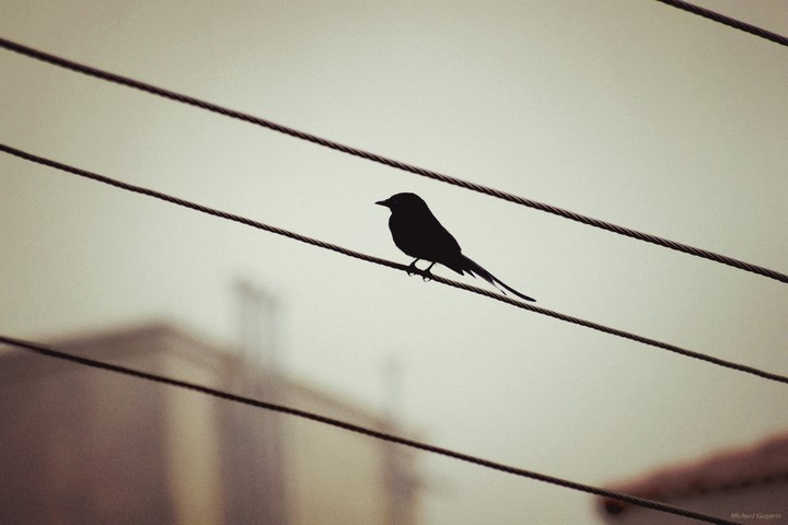 single bird