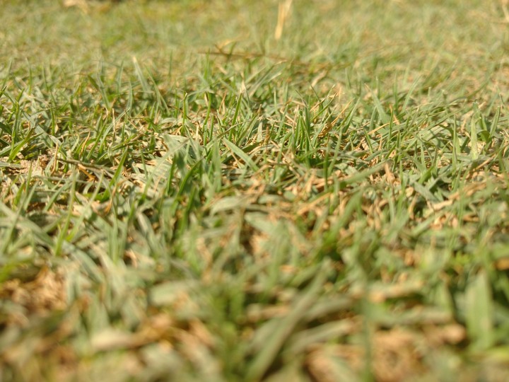 Grass